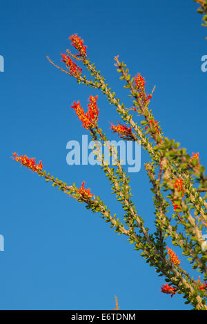 Ocotillo Cactus Blossoming in Spring, Joshua Tree National Park, California. Stock Photo
