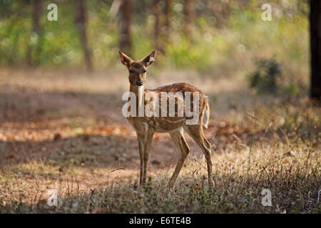 Spotted Deer in a forest Stock Photo