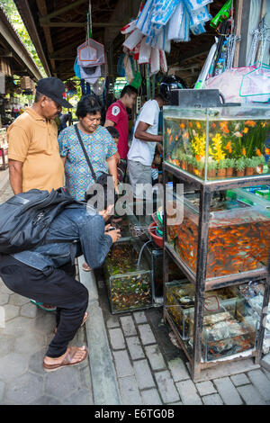 Photographing fish with a cell phone in an aquarium at Parque Explora ...