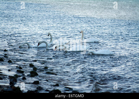 Mute Swans Feeding on Gardiners Bay Atlantic Ocean in East Hampton New York Stock Photo