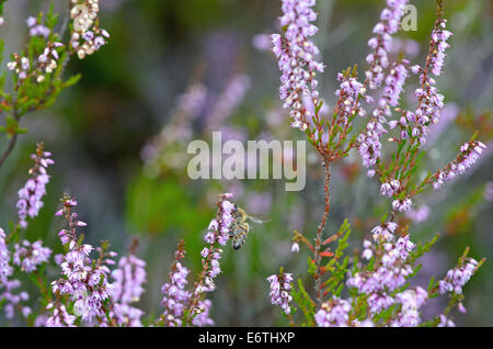 picture of flowering heathers autumn Stock Photo