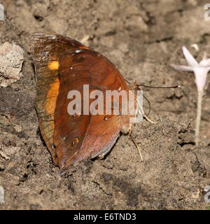 Asian Autumn Leaf a.k.a. (Australian) Leafwing butterfly (Doleschallia bisaltide)