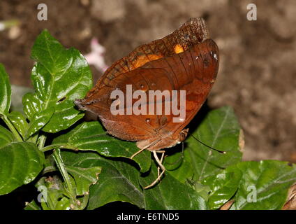 Asian Autumn Leaf a.k.a. (Australian) Leafwing butterfly (Doleschallia bisaltide)