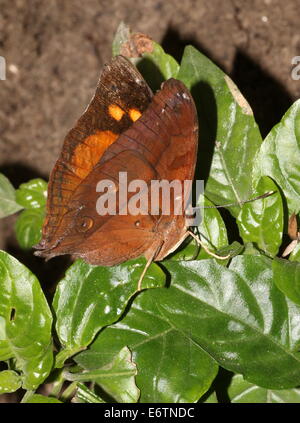 Asian Autumn Leaf a.k.a. (Australian) Leafwing butterfly (Doleschallia bisaltide)