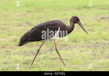 Close-up of a juvenile Black Stork (Ciconia nigra) foraging in a meadow Stock Photo