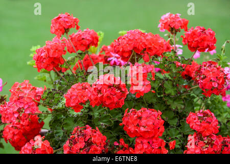 Red Pelargonium flowers Stock Photo