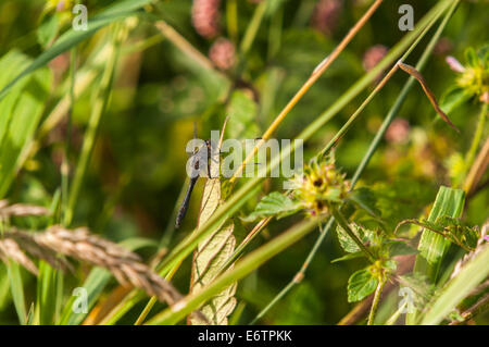 A male Black Darter Dragonfly, Sympetrum danae, basking in the sun on a Leaf Stock Photo