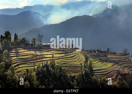 Terraced Rice Paddies near Kathmandu, Nepal, Asia Stock Photo