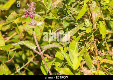 The European hoverfly, Helophilus pendulus, at rest on vegetation Stock Photo