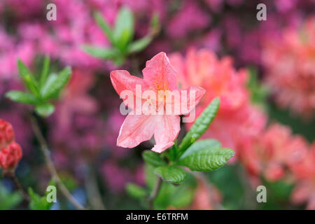 Pink/orange azalea flowers Stock Photo