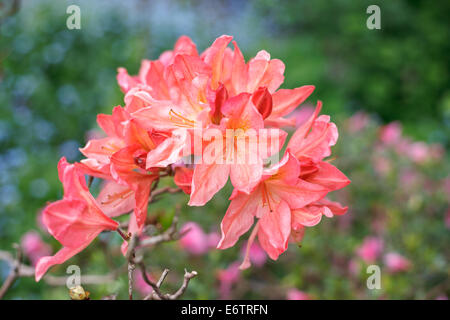 Pink/orange azalea flowers Stock Photo