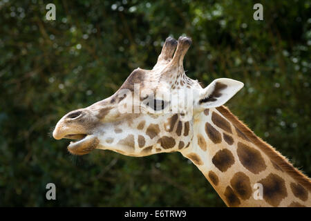 Giraffe portrait from Longleat Safari Park, Wiltshire, England Stock Photo