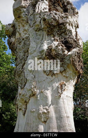 An old oak tree stump in a park Stock Photo