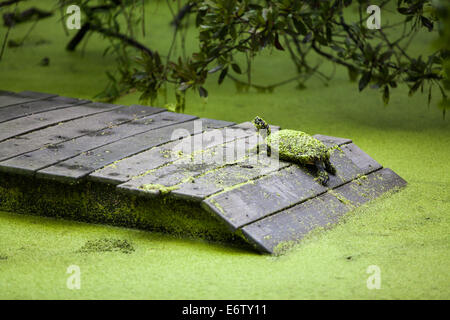 Florida Red Bellied Turtles Covered in Duck Weed Stock Photo