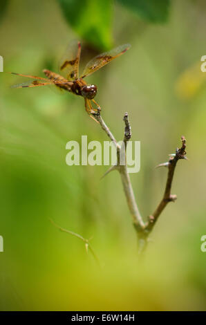 Dragonfly on Rose Bush Stock Photo