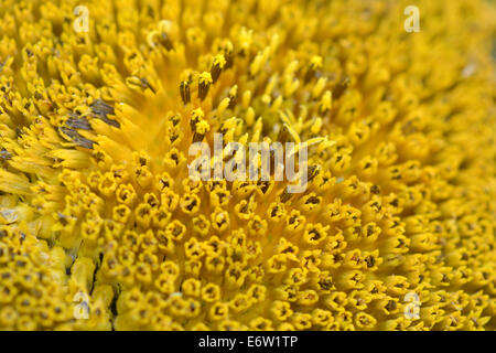 Sunflower macro shot Stock Photo
