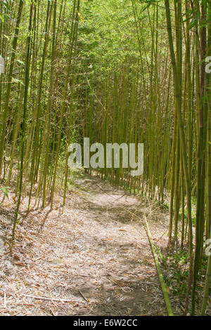 A shady dirt pathway winding through a green bamboo forest in summertime Stock Photo