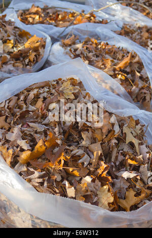 Close up of colorful autumn oak tree leaves raked and stuffed into open plastic bags Stock Photo