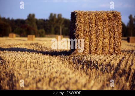 Straw bales in an English field bathed in golden sunlight on a September evening. Stock Photo