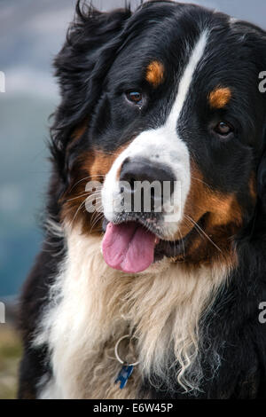 Portait of a male Bernese Mountain Dog. Stock Photo