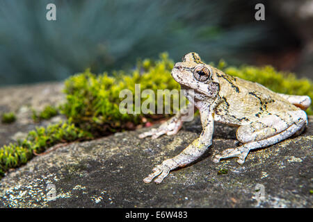 Gray Treefrog Stock Photo