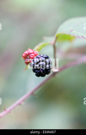 Rubus fruticosus. Blackberries ripening in the hedgerow in Autumn. Stock Photo