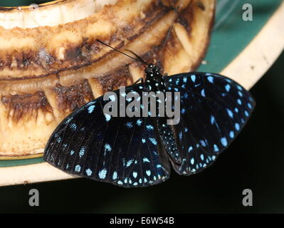 Close-up of a male Starry Night Cracker butterfly (Hamadryas laodamia), dorsal view Stock Photo