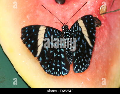 Close-up of a female Starry Night Cracker butterfly (Hamadryas laodamia), feeding on melon. Named after the Van Gogh painting Stock Photo