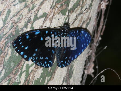 Close-up of a male Starry (Night ) Cracker butterfly (Hamadryas laodamia), dorsal view Stock Photo