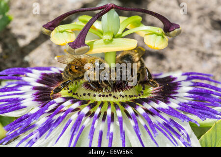 Two honey bees (Apis mellifera) feed on an open passion flower (Passiflora caerulea) in a garden in Somerset Stock Photo