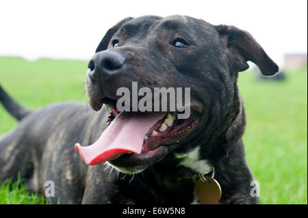 Beautiful English Staffordshire Bull Terrier resting in a London park. Stock Photo
