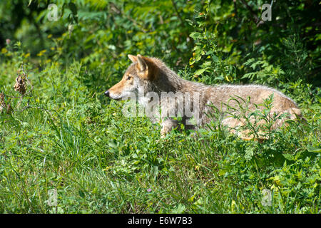 A curious Coyote. Stock Photo
