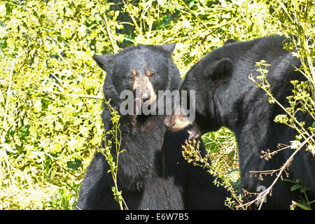 A pair of Black Bears