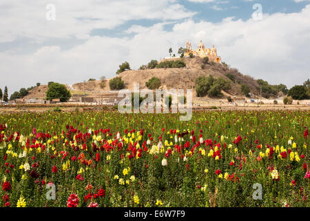 Field of flowers near the pyramid and the Remedios Temple in Cholula, Puebla, Mexico. Stock Photo