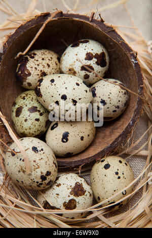 Quail eggs in coconut nest. Stock Photo
