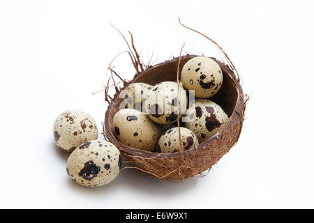 Quail eggs in coconut nest. Stock Photo