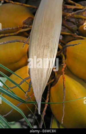 Cluster of orange coconuts growing on a coconut palm tree Stock Photo