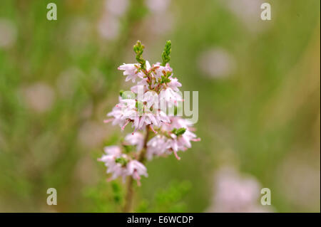 Calluna vulgaris (known as common heather, ling, or simply heather) is the sole species in the genus Calluna in the family Erica Stock Photo