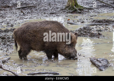 Wild boar sus scrofa wildschwein wuehlen dig mud Stock Photo