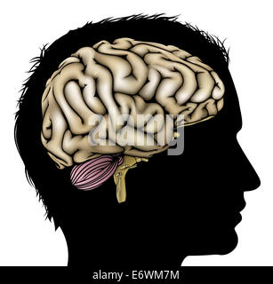 Profile of man's head with brain anatomy labeled on white background ...
