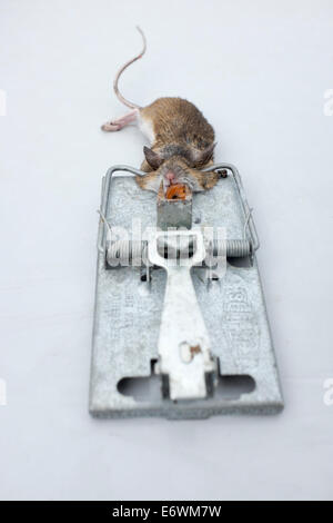 Dead Mouse Caught in a Mouse Trap Stock Photo - Alamy