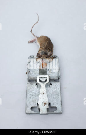 Dead Mouse Caught in a Mouse Trap Stock Photo, Royalty Free Image ...