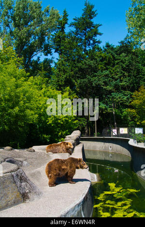 Bears in Zoo, Praga district, Warsaw, Poland, Europe Stock Photo