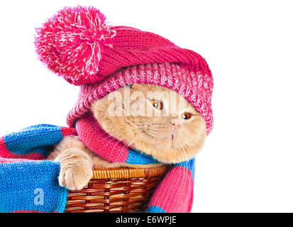 Cat wearing a pink knitting hat with pompom and a scarf isolated on white background Stock Photo