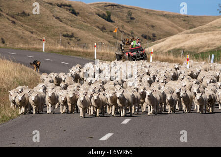 Farmer with working dogs rounding up a flock of sheep on the road, North Island, New Zealand Stock Photo