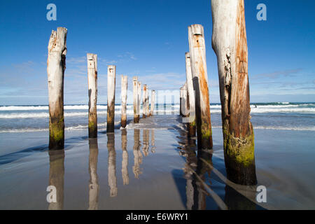 Timber pilings from a former jetty, St Clair Beach, Dunedin, Otago, South Island, New Zealand Stock Photo