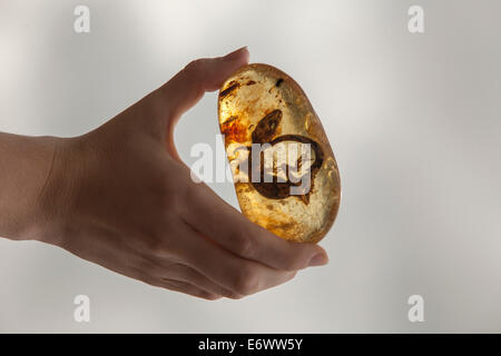 Lizard in resin, Kauri Museum, Matakohe, North Island, New Zealand Stock Photo