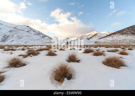Tussock grass in snow, mountain scenery, Lindis Pass, Otago, South Island, New Zealand