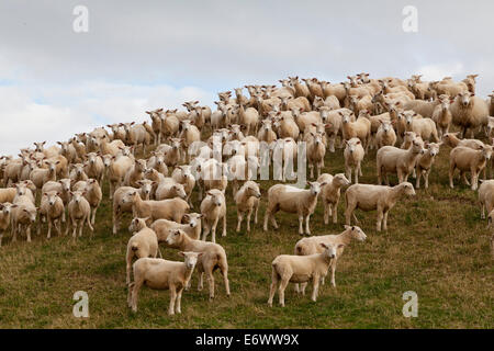 Sheep on a hill all looking into the camera, French Pass, Marlborough Sounds, South Island, New Zealand Stock Photo