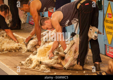 Sheep shearing competition, Masterton, North Island, New Zealand Stock Photo